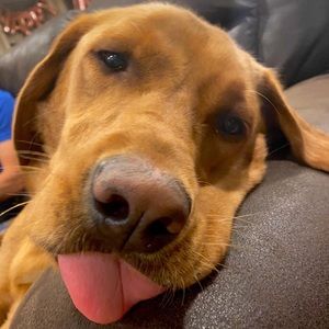 Meet your Posher, Dani